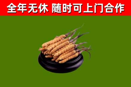 桐城市回收散虫草