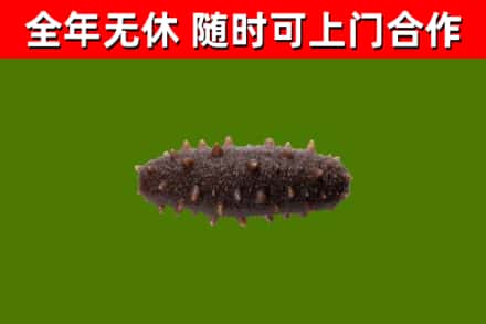桐城市回收海参干